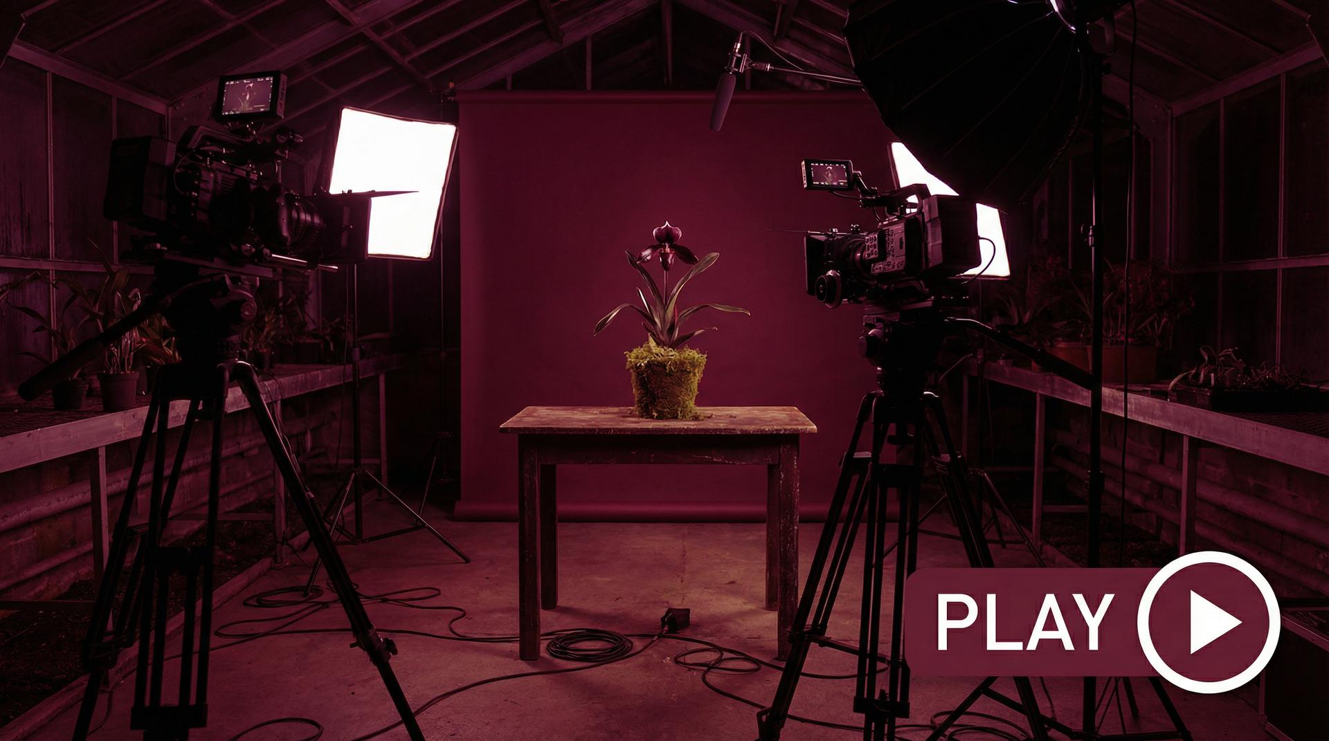 抖音风植物视频 - 珍稀兰花视频拍摄幕后